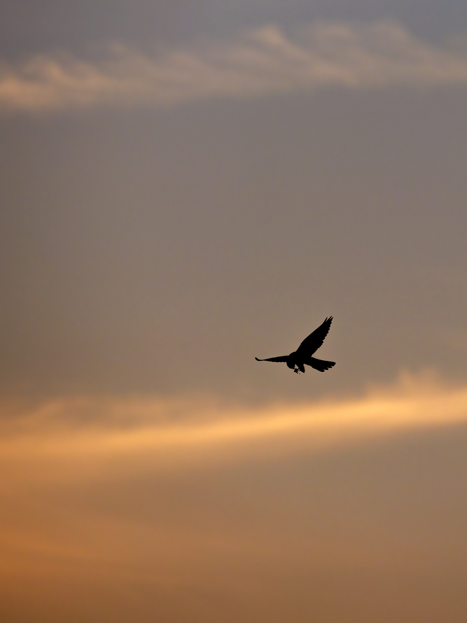 Speisen im Flug